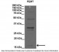 PEMT antibody - C-terminal region